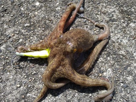 先週に引き続きタコ釣り